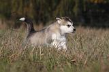 ALASKAN MALAMUTE 459
